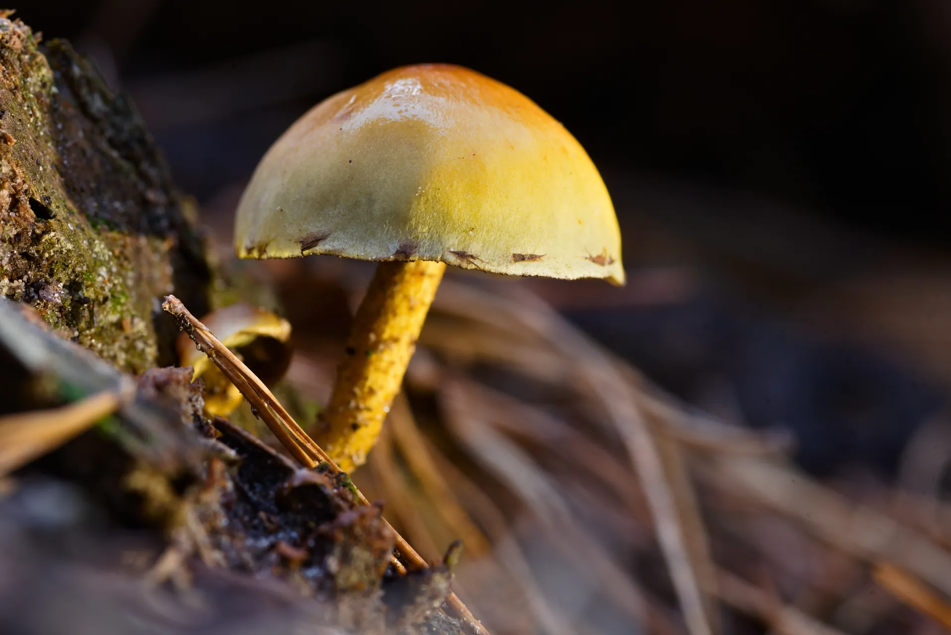 Macro